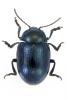 Chrysolina oricalcia